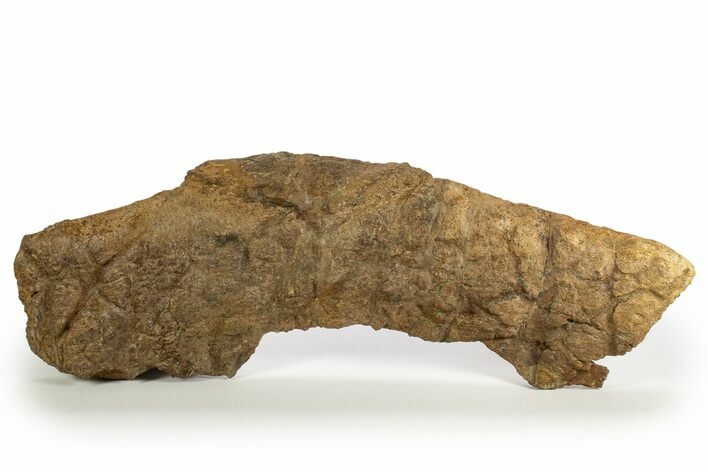 Dinosaur (Triceratops) Frill Shield Edge - Montana #316908